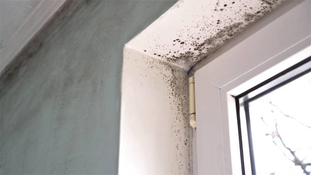 Best Mold Remediation  in Chesterfield, SC