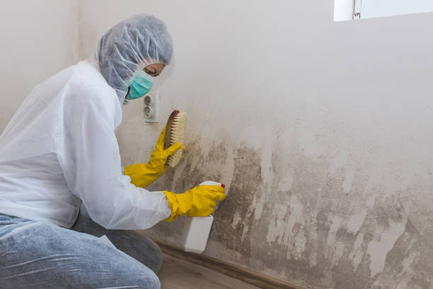 Best Attic Mold Removal  in Chesterfield, SC