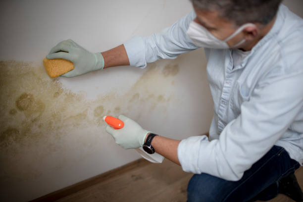 Best Toxic Mold Removal  in Chesterfield, SC