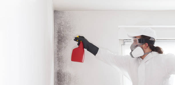 Best Mold Testing  in Chesterfield, SC