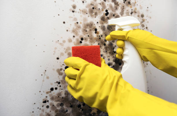 Best Mold Damage Repair  in Chesterfield, SC